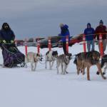 Musher teams competing in the Tustumena 200 Sled Dog Race take off from Freddies Roadhouse on Saturday, Jan. 26, 2019 in Ninilchik, Alaska. (Photo by Brian Mazurek/Peninsula Clarion)
