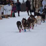 Musher teams competing in the Tustumena 200 Sled Dog Race take off from Freddies Roadhouse on Saturday, Jan. 26, 2019 in Ninilchik, Alaska. (Photo by Brian Mazurek/Peninsula Clarion)