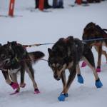 Musher teams competing in the Tustumena 200 Sled Dog Race take off from Freddies Roadhouse on Saturday, Jan. 26, 2019 in Ninilchik, Alaska. (Photo by Brian Mazurek/Peninsula Clarion)