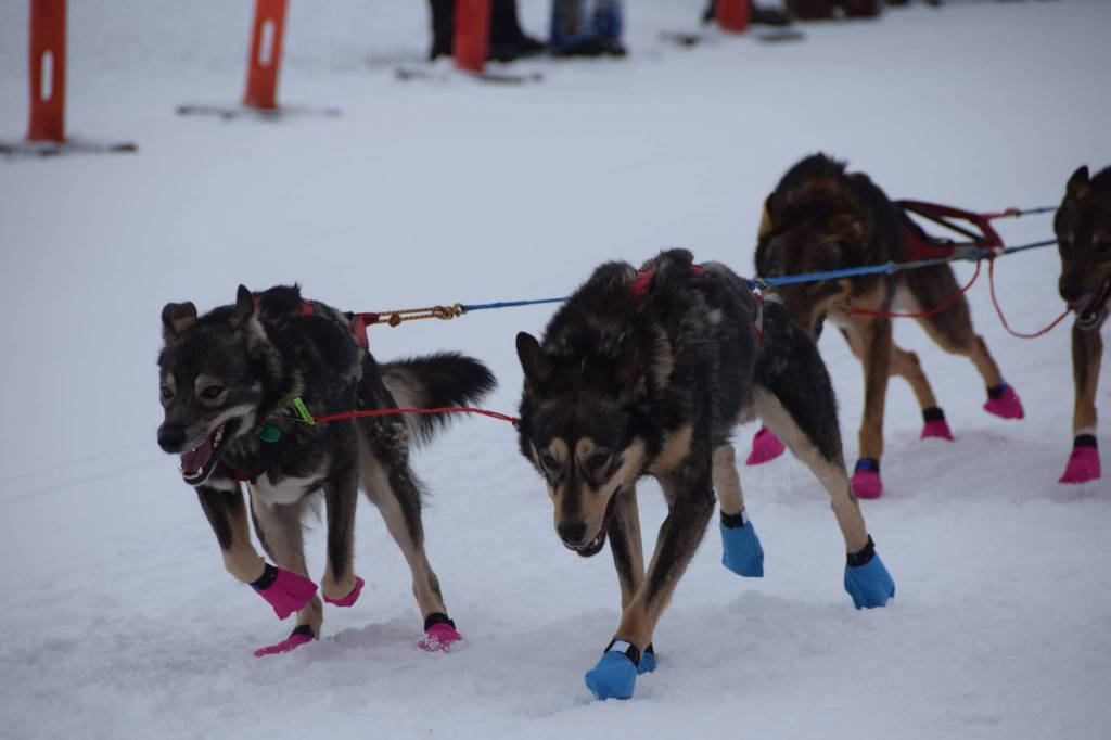Musher teams competing in the Tustumena 200 Sled Dog Race take off from Freddies Roadhouse on Saturday, Jan. 26, 2019 in Ninilchik, Alaska. (Photo by Brian Mazurek/Peninsula Clarion)