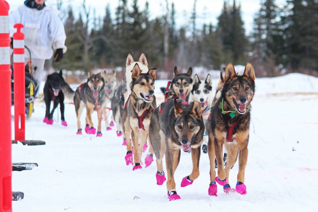 Travis Beals dog team approaches the finish line of this years Tustumena 200 Sled Dog Race on Sunday, Jan. 27, 2019 at Freddies Roadhouse near Ninilchik, Alaska. Beals and his team came in fourth, finishing just four minutes behind third place winner Nic Petit. (Photo by Megan Pacer/Homer News)