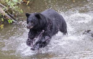 A male black bear chases spawning sockeye salmon in Steep Creek at the Mendenhall Glacier Visitor Center on Thursday, August 16, 2018. (Michael Penn | Juneau Empire)                                A male black bear chases spawning sockeye salmon in Steep Creek at the Mendenhall Glacier Visitor Center on August 16, 2018. (Michael Penn/Juneau Empire)