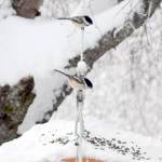 Two Black-capped Chickadees visit a feeder in Soldotna on Wednesday. (Photo by Jeff Helminiak/Peninsula Clarion)
