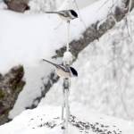 Refuge Notebook: To feed or not to feed the birds