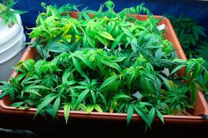 Dunleavy eyes repeal of alcohol, pot boards