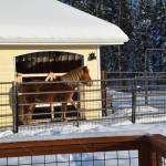Kisi the Icelandic Horse is a part of the Equine-facilitated wellness program at Winters Grace Guidance in Soldotna, as seen on Feb. 22, 2019. (Photo by Brian Mazurek/Peninsula Clarion)