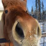 Kisi the Icelandic horse at Winters Grace Guidance Center investigating the camera on Feb. 22, 2019. (Photo by Brian Mazurek/Peninsula Clarion)