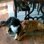Hadley Stuart, left, Ruby Jean, right and Clementine Kitty are all part of the animal-assisted therapy program at Winters Grace Guidance Center in Soldotna, as seen in this undated photo. (Photo courtesy of Sandy Kearns)