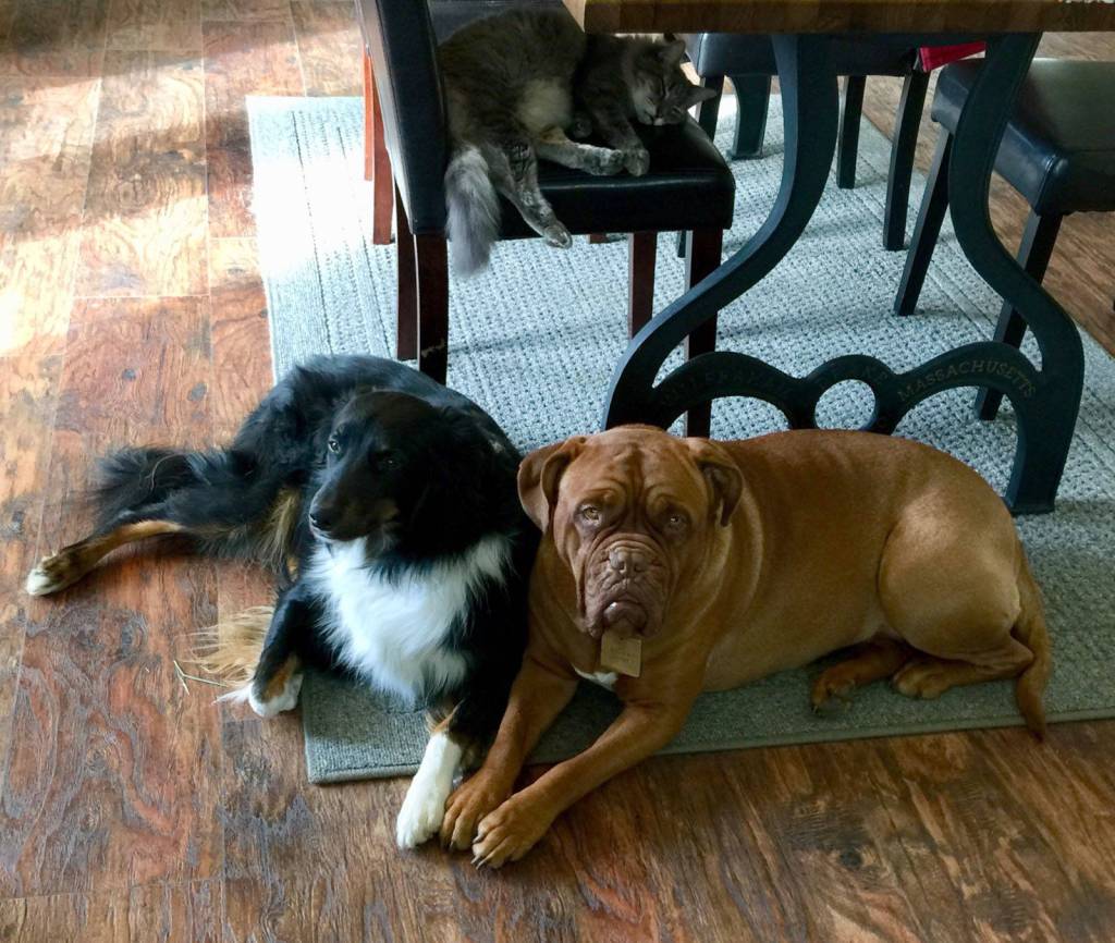 Hadley Stuart, left, Ruby Jean, right and Clementine Kitty are all part of the animal-assisted therapy program at Winters Grace Guidance Center in Soldotna, as seen in this undated photo. (Photo courtesy of Sandy Kearns)