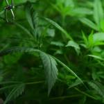 A closeup of one of the marijuana plants at Greatland Ganja in Kasilof, Alaska, as seen on March 19, 2019. (Photo by Brian Mazurek/Peninsula Clarion)