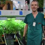 Co-owner Art Abel stands next to some of Greatland Ganjas marijuana plants in Kasilof on March 19. (Photo by Brian Mazurek/Peninsula Clarion)
