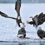 Eagles fight over fish in the Chilkat Valley. (Courtesy Photo | Brian Rivera Uncapher)