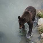 A brown bear wades through water the in Chilkat Valley. (Courtesy Photo | Adam Saraceno)
