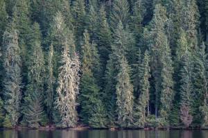 Support for Roadless Rule extends through state, country