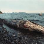 In this photo taken April 9, 1989 photo, a local fisherman inspects a dead California gray whale on the northern shore of Latouche Island, Alaska. The whale was found in the oil-contaminated waters of Prince William Sound. (John Gaps III | Associated Press File)