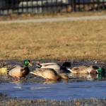 In this Wednesday April, 3, 2019 photo Mallards feed in a puddle of melted snow on the Delaney Park Strip ,in Anchorage. Much of Anchorages snow disappeared as Alaska experienced unseasonably warm weather in March. (AP Photo/Dan Joling)