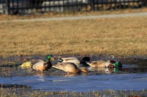 In this Wednesday April, 3, 2019 photo Mallards feed in a puddle of melted snow on the Delaney Park Strip ,in Anchorage. Much of Anchorages snow disappeared as Alaska experienced unseasonably warm weather in March. (AP Photo/Dan Joling)