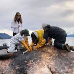 Beached whale offers scientific opportunity