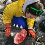 The team collected the whales teeth to determine age, blubber to check for contaminants, and a variety of tissue samples to enable future studies, and understand factors that contributed to the whales death. (Courtesy photo | Johanna Vollenweider, NOAA)