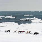 In this March 13, 2019, file photo, Jessie Royer passes icebergs in open water on Norton Sound as she approaches Nome, Alaska, in the Iditarod trail sled dog race. When a Feb. 22 storm pounded Norton Sound, water surged up the Yukon River and into Kotlik, flooding low-lying homes. The Bering Sea last winter saw record-low sea ice. Climate models predicted less ice, but not this soon, said Seth Danielson, a physical oceanographer at the University of Alaska Fairbanks. (Marc Lester/Anchorage Daily News via AP, File)