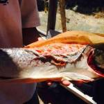 Salmon with its skin peeling. (Courtesy Photo | Michael LeBourdais)