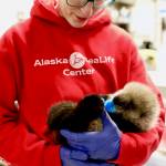 An Alaska SeaLife Center animal care specialist holds a sea otter pup. The female pup was admitted Tuesday, April 9, 2019, after the newborn was found floating alone in Kachemak Bay. (Photo courtesy Alaska SeaLife Center)