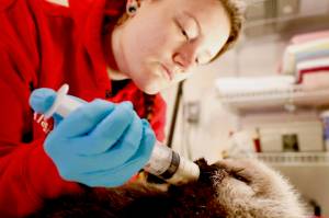 An Alaska SeaLife Center animal care specialist feeds a sea otter pup. The female pup was admitted Tuesday, April 9, 2019, after the newborn was found floating alone in Kachemak Bay. (Photo courtesy Alaska SeaLife Center)