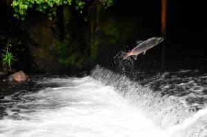 Opinion: Pebble Mine is bad for business and worse for America’s outdoor heritage