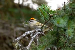 A male Golden-crowned Kinglet displays its mohawk on Fuller Lakes Trail on the Kenai National Wildlife Refuge. (Photo by Colin Canterbury)
