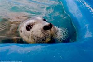 A newborn bearded seal pup that was rescued on April 13, 2019 is seen here at the Alaska SeaLife Center in Seward, Alaska in this undated photo. (Photo courtesy of Chloe Rossman/Alaska SeaLife Center)
