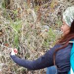 Tiffany Brand identifies some low bush cranberries along the vista trail at the Upper Skilak Lake Campground in Alaska on Saturday, May 11, 2019. (Photo by Brian Mazurek/Peninsula Clarion)