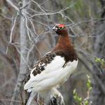 Alaskas state bird, the willow ptarmigan, does not occur in any state other than Alaska. (Photo by Ted Swem, USFWS)