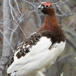 Refuge notebook: Alaska’s state bird is one of a kind