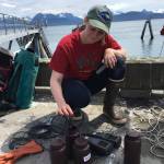 Harmful species coordinator Rosie Masui takes samples at the Homer Harbor in July 2017 in Homer, Alaska. (Photo provided)