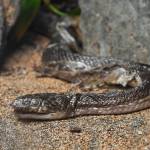 Rocks, a caged snake at Squirez Bar comes out of hiding on Friday, May 17, 2019. (Michael Penn | Juneau Empire)