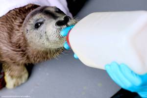 In this undated photo, staff from the Alaska SeaLife Center in Seward, Alaska, feed Saktuliq, a bearded seal pup that was rescued on April 13, 2019. (Photo courtesy of Chloe Rossman/Alaska SeaLife Center)