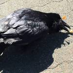 A raven with a blow dart through his eye is pictured on May 12. (Courtesy photo | Jacqueline Androsko)