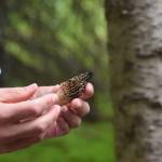 Environmental Education Intern David Fink shows off a morel mushroom during a guided hike on Centennial Trail in the Kenai National Wildlife Refuge on June 1, 2019. (Photo by Brian Mazurek/Peninsula Clarion)