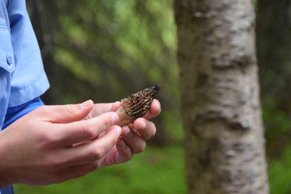 Environmental Education Intern David Fink shows off a morel mushroom during a guided hike on Centennial Trail in the Kenai National Wildlife Refuge on June 1, 2019. (Photo by Brian Mazurek/Peninsula Clarion)