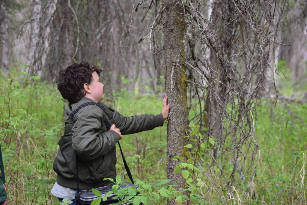 Zachariah Fay attempts to identify a tree without looking during a guided hike on Centennial Trail in the Kenai National Wildlife Refuge on June 1, 2019. (Photo by Brian Mazurek/Peninsula Clarion)