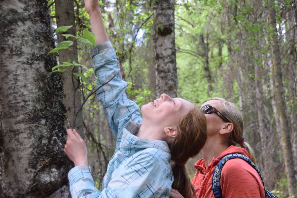 Sasha Brott, left, and her mom Olga, right, attempt to identify a tree without looking during a guided hike on Centennial Trail in the Kenai National Wildlife Refuge on June 1, 2019. (Photo by Brian Mazurek/Peninsula Clarion)