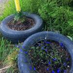 Flowers bloom in the makeshift garden of the author on June 3, 2019 in Fritz Creek, Alaska. (Photo by Megan Pacer/Homer News)