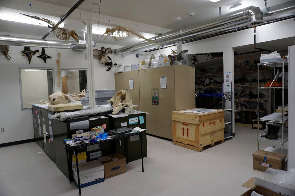 Windows into the Pratt Museum collections area allow visitors to look into the area without disturbing delicate artifacts, as seen on May 28, 2019, in Homer, Alaska. (Photo by MIchael Armstrong/Homer News)