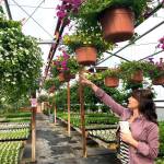 Jessica Henry points to one of the many flower baskets made at Trinity Greenhouse, which are some of the businesss bestsellers, on Monday, June 3, 2019, near Kenai, Alaska. (Photo by Victoria Petersen/Peninsula Clarion)