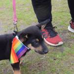 Ryder the puppy shows his pride during the 2019 Soldotna Pride Celebration in Soldotna Creek Park on Saturday, June 15, 2019. (Photo by Brian Mazurek/Peninsula Clarion)
