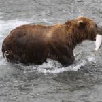 In this July 4, 2013, file photo, a brown bear walks to a sandbar to eat a salmon it had just caught at Brooks Falls in Katmai National Park and Preserve, Alaska. The National Park Service has completed a project to relieve an Alaska traffic jam. A new elevated bridge and boardwalk across the Brooks River in Katmai National Park and Preserve is expected to halt heart-stopping encounters between human pedestrians and brown bears both using the old bridge. (AP File Photo/Mark Thiessen, File)