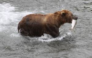 In this July 4, 2013, file photo, a brown bear walks to a sandbar to eat a salmon it had just caught at Brooks Falls in Katmai National Park and Preserve, Alaska. The National Park Service has completed a project to relieve an Alaska traffic jam. A new elevated bridge and boardwalk across the Brooks River in Katmai National Park and Preserve is expected to halt heart-stopping encounters between human pedestrians and brown bears both using the old bridge. (AP File Photo/Mark Thiessen, File)