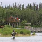 In this July 4, 2013, file photo, a bear walks between a viewing stand and a fisherman in Katmai National Park and Preserve, Alaska. The National Park Service has completed a project to relieve an Alaska traffic jam. A new elevated bridge and boardwalk across the Brooks River in Katmai National Park and Preserve is expected to halt heart-stopping encounters between human pedestrians and brown bears both using the old bridge. (AP File Photo/Mark Thiessen, File)
