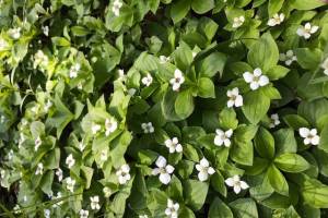 The white petals of bunchberry are really modified bracts that attract pollinators. (Photo provided by Kenai National Wildlife Refuge)