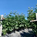 A field of peonies stand ready for harvest on June 30, 2019, at Michelle Hattens Stone Circle Peonies in Fritz Creek, Alaska. (Photo by Sydney Leto)